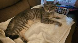 Reunited Male Cat last seen Near, Webster, FL 33597