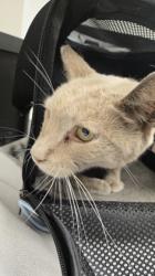 Shelter Stray Unknown Cat last seen Near EL CAMINO AVE, City of Sacramento, CA, 6201 Florin Perkins Rd, Sacramento, CA 95828, USA