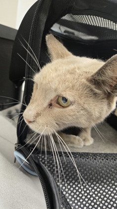 Shelter Stray Unknown Cat last seen Near EL CAMINO AVE, City of Sacramento, CA, 6201 Florin Perkins Rd, Sacramento, CA 95828, USA