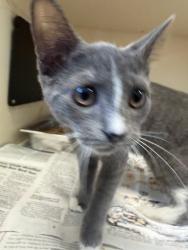 Shelter Stray Unknown Cat last seen Near Flat Shoals Pkwy Decatur, GA 30034, 30034, GA, 3280 Chamblee Dunwoody Rd, Chamblee, GA 30341, USA