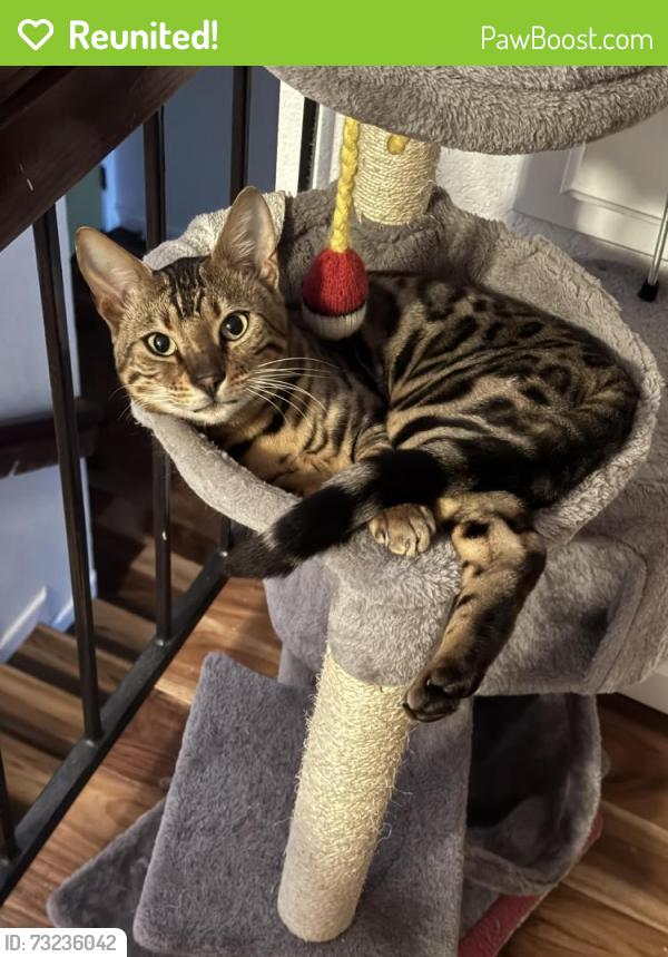 Reunited Male Cat last seen Americano Way, Fairfield CA.94533, Fairfield, CA 94533