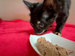 Shelter Stray Unknown Cat last seen Near Wesley Chapel Rd Decatur, GA 30035, 30035, GA, 3280 Chamblee Dunwoody Rd, Chamblee, GA 30341, USA