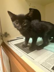 Shelter Stray Unknown Cat last seen Near Woodridge Way, Tucker, GA 30084, 30084, GA, 3280 Chamblee Dunwoody Rd, Chamblee, GA 30341, USA