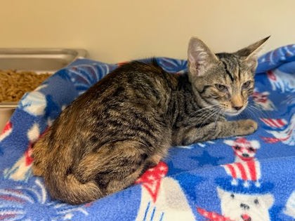 Shelter Stray Unknown Cat last seen Near Elaine Dr Decatur, GA 30035, 30035, GA, 3280 Chamblee Dunwoody Rd, Chamblee, GA 30341, USA