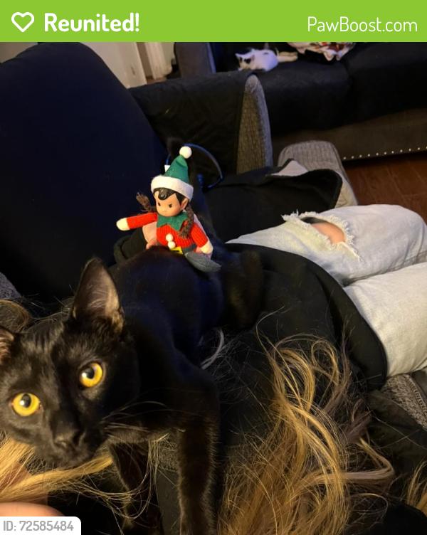Reunited Male Cat last seen Florence & D st, Ontario, CA 91764