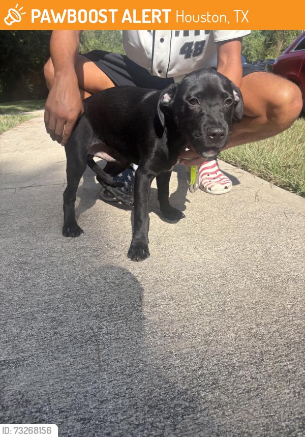 Found/Stray Male Dog last seen Kings River Village, Houston, TX 77339