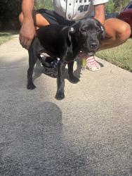 Found/Stray Male Dog last seen Kings River Village, Houston, TX 77339