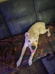 Lost Male Dog last seen Campbell and Glenn, Tucson, AZ 85715