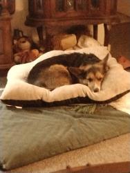 Reunited Female Dog last seen Shed rd and red corner rd, Union Township, PA 19518