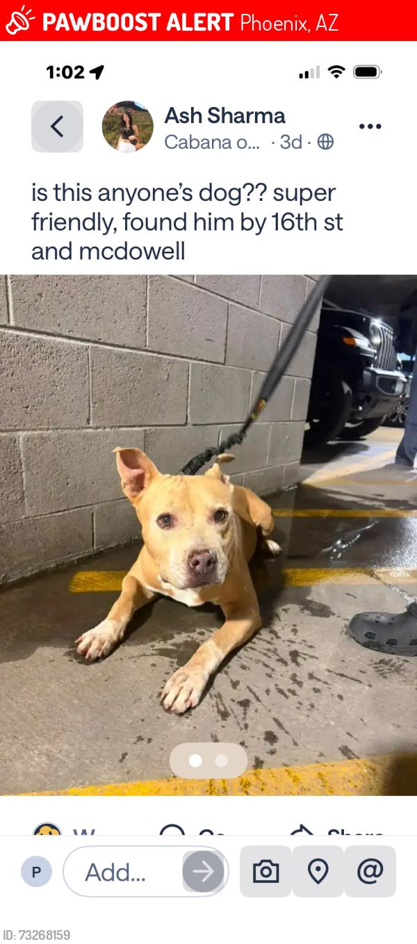 Lost Male Dog last seen 16th & Mcdowell, Phoenix, AZ 85006