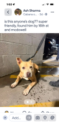 Lost Male Dog last seen 16th & Mcdowell, Phoenix, AZ 85006