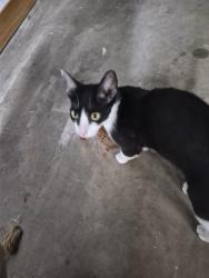Found/Stray Female Cat last seen Combine rd. Ballard rd., Seagoville, TX 75159