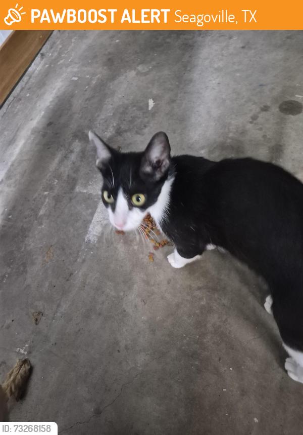 Found/Stray Female Cat last seen Combine rd. Ballard rd., Seagoville, TX 75159