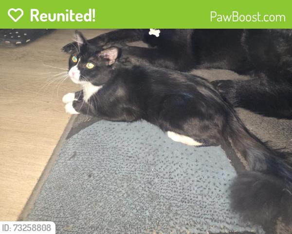 Reunited Male Cat last seen Near S Benjamin St, Rialto, CA 92376, USA, Rialto, CA 92376