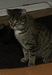 Lost Female Cat last seen Grove St, Nelson St, Glenview Rd, Petrolia, ON N0N 1R0