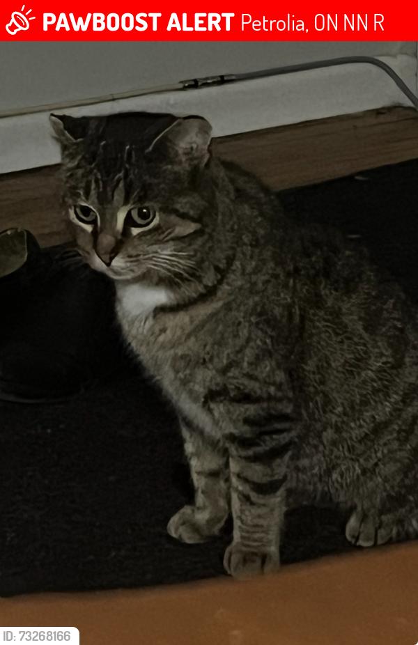 Lost Female Cat last seen Grove St, Nelson St, Glenview Rd, Petrolia, ON N0N 1R0