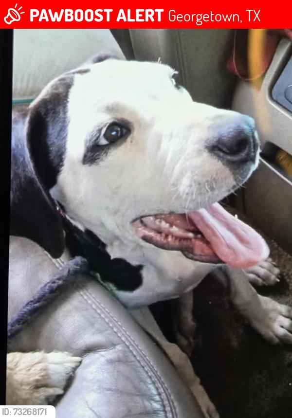Lost Female Dog last seen Corson ave, Georgetown, TX 78626
