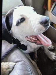 Lost Female Dog last seen Corson ave, Georgetown, TX 78626