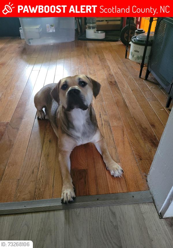 Lost Male Dog last seen Gum Swamp Lake Rd and Marsten Road, Scotland County, NC 28363