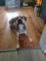 Lost Male Dog last seen Gum Swamp Lake Rd and Marsten Road, Scotland County, NC 28363
