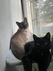 Reunited Male Cat last seen Oliver and Olney St, San Diego, CA 92109