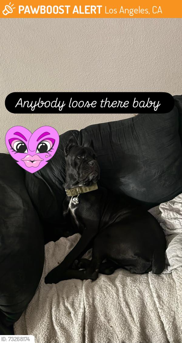 Found/Stray Female Dog last seen Harry bridges Wilmington, Los Angeles, CA 90744