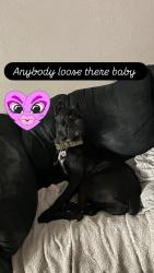 Found/Stray Female Dog last seen Harry bridges Wilmington, Los Angeles, CA 90744
