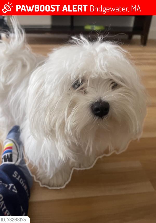 Lost Female Dog last seen Near plain st Bridgewater, Bridgewater, MA 02324