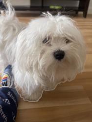 Lost Female Dog last seen Near plain st Bridgewater, Bridgewater, MA 02324