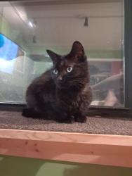 Reunited Female Cat last seen Harlem and Lawrence, Harwood Heights, IL 60706