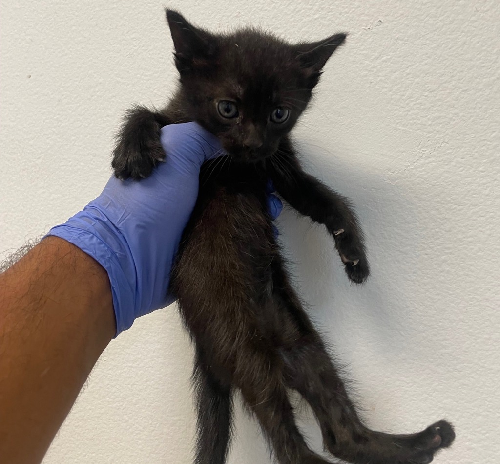 Shelter Stray Female Cat last seen Near Bullock Drive, San Diego, CA, 92114, 5500 Gaines St, San Diego, CA 92110, USA