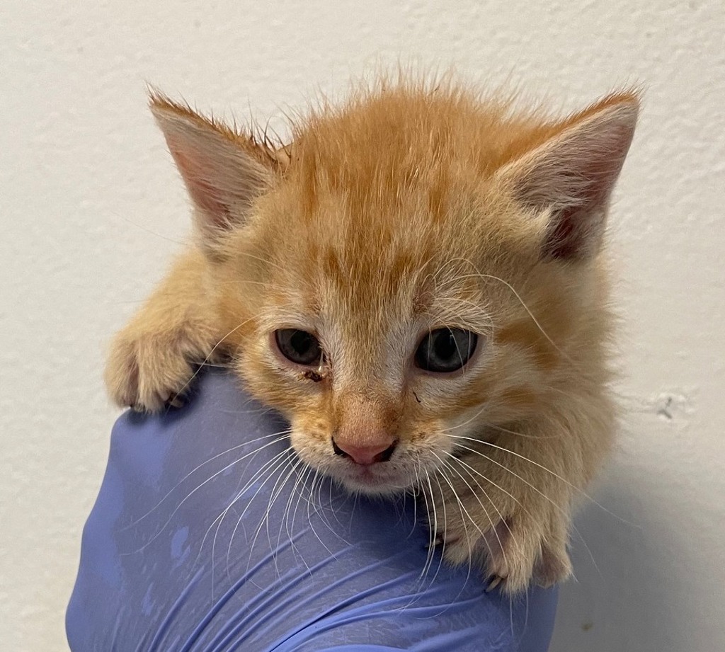 Shelter Stray Male Cat last seen Near Bullock Drive, San Diego, CA, 92114, 5500 Gaines St, San Diego, CA 92110, USA