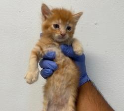 Shelter Stray Female Cat last seen Near Bullock Drive, San Diego, CA, 92114, 5500 Gaines St, San Diego, CA 92110, USA