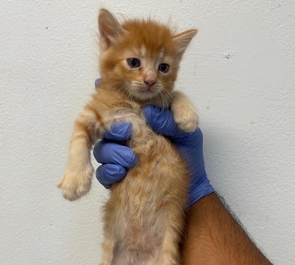 Shelter Stray Female Cat last seen Near Bullock Drive, San Diego, CA, 92114, 5500 Gaines St, San Diego, CA 92110, USA