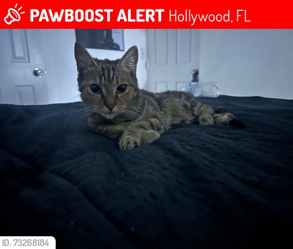 Lost Female Cat last seen Madison, Hollywood, FL 33020