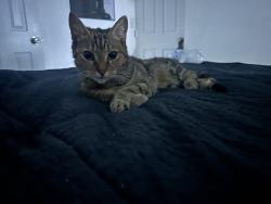 Lost Female Cat last seen Madison, Hollywood, FL 33020