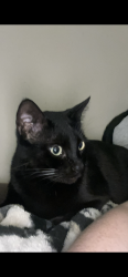 Lost Male Cat last seen W. Texas St. & Burnett, Denison, TX 75020