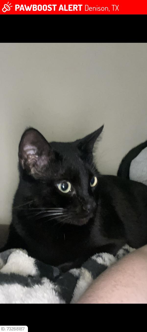 Lost Male Cat last seen W. Texas St. & Burnett, Denison, TX 75020