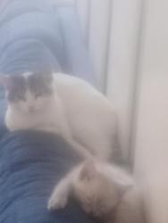 Reunited Female Cat last seen Electric and Hampton, Los Angeles, CA 90291