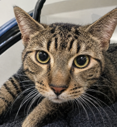 Lost Male Cat last seen W Lake Hamilton Dr, Winter Haven, FL 33881