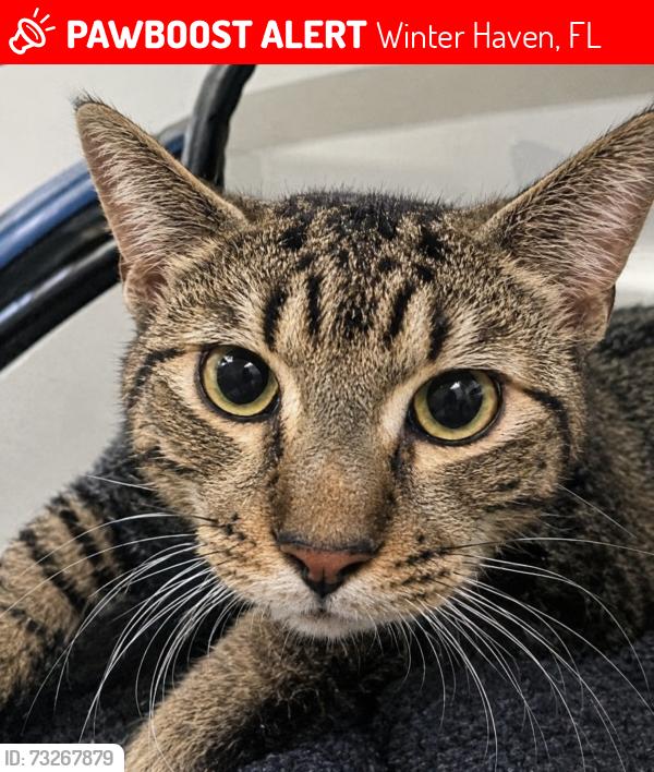 Lost Male Cat last seen W Lake Hamilton Dr, Winter Haven, FL 33881