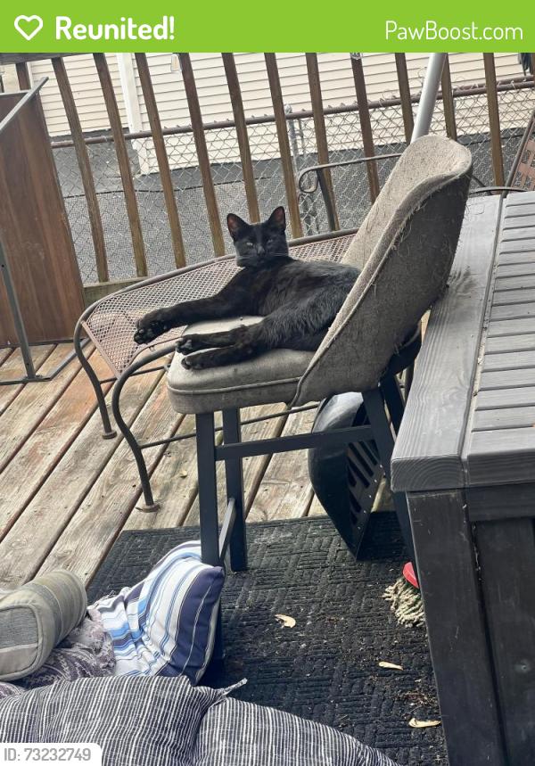 Reunited Male Cat last seen 35th and soffel, Melrose Park, IL 60160