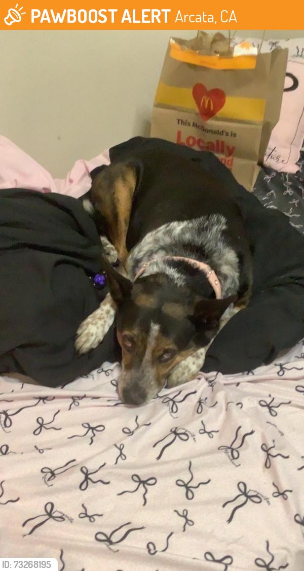 Found/Stray Female Dog last seen Valley West, Arcata, CA 95521