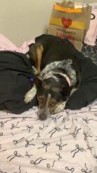 Found/Stray Female Dog last seen Valley West, Arcata, CA 95521