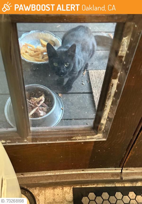 Found/Stray Unknown Cat last seen Brighton Ave. and Park Blvd, Oakland, CA, Oakland, CA 94602