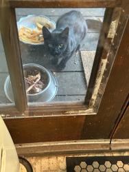 Found/Stray Unknown Cat last seen Brighton Ave. and Park Blvd, Oakland, CA, Oakland, CA 94602