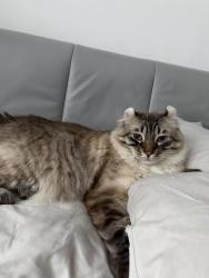 Reunited Male Cat last seen Hampstead corner queen mary and finchley, Hampstead, QC H3X 1W4