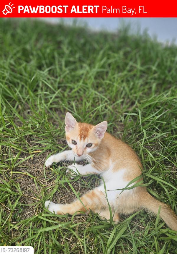 Lost Male Cat last seen Near saipan Street Southeast, Palm Bay, FL 32909