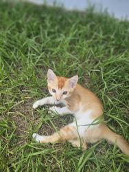 Lost Male Cat last seen Near saipan Street Southeast, Palm Bay, FL 32909
