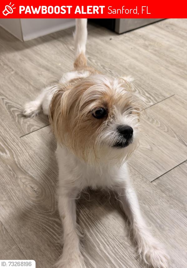 Lost Male Dog last seen Near w airport Blvd Apt 1814 Sanford, Sanford, FL 32773